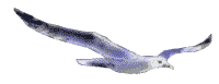 Möwe